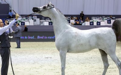 بطولة دبي الدولية للجواد العربي تنطلق بمشاركة 205 من أجمل الخيول العربية
